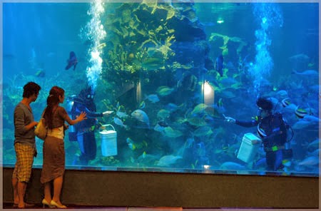 Thủy cung Time city Thủy cung Time city