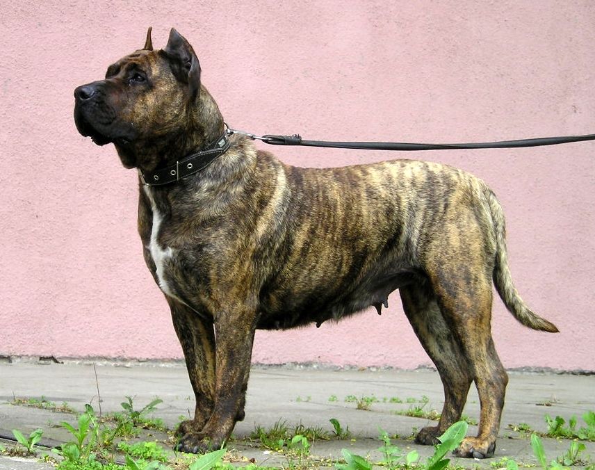 top 10 razas de perros que estan prohibidas tener como mascotas rincon abstracto