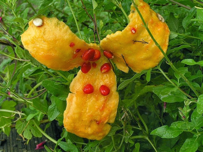 Liliana Usvat Reforestation and Medicinal use of the