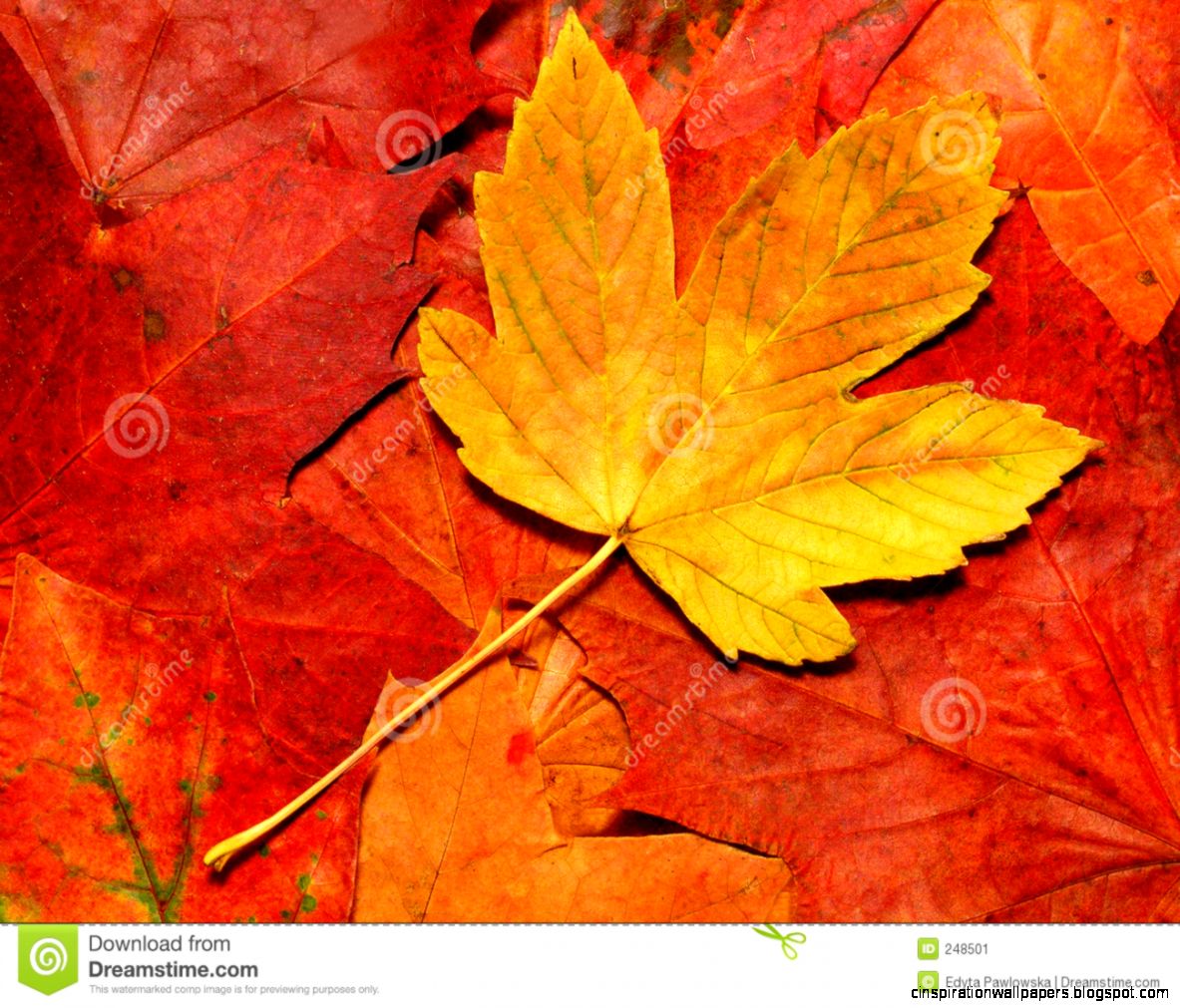 Autumn Leaves Stock Image   Image 248501 Autumn Leaves Stock Image   Image 248501