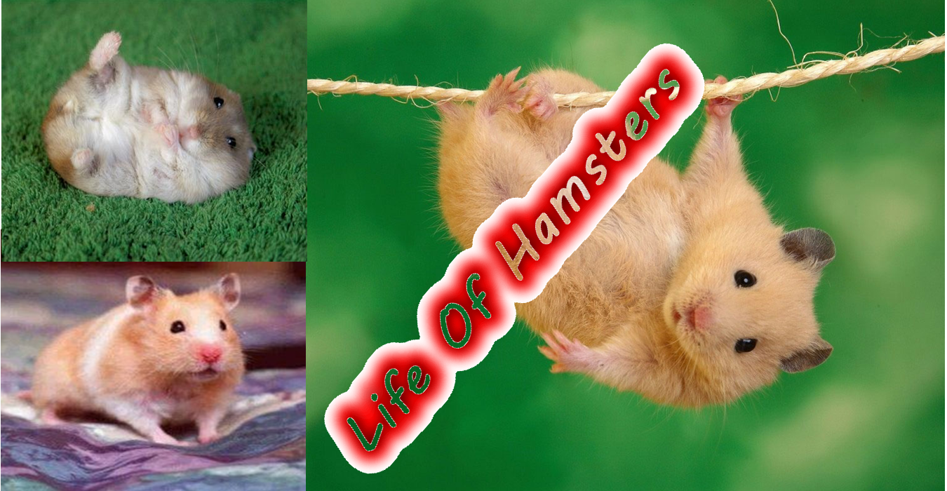 Life Of Hamsters