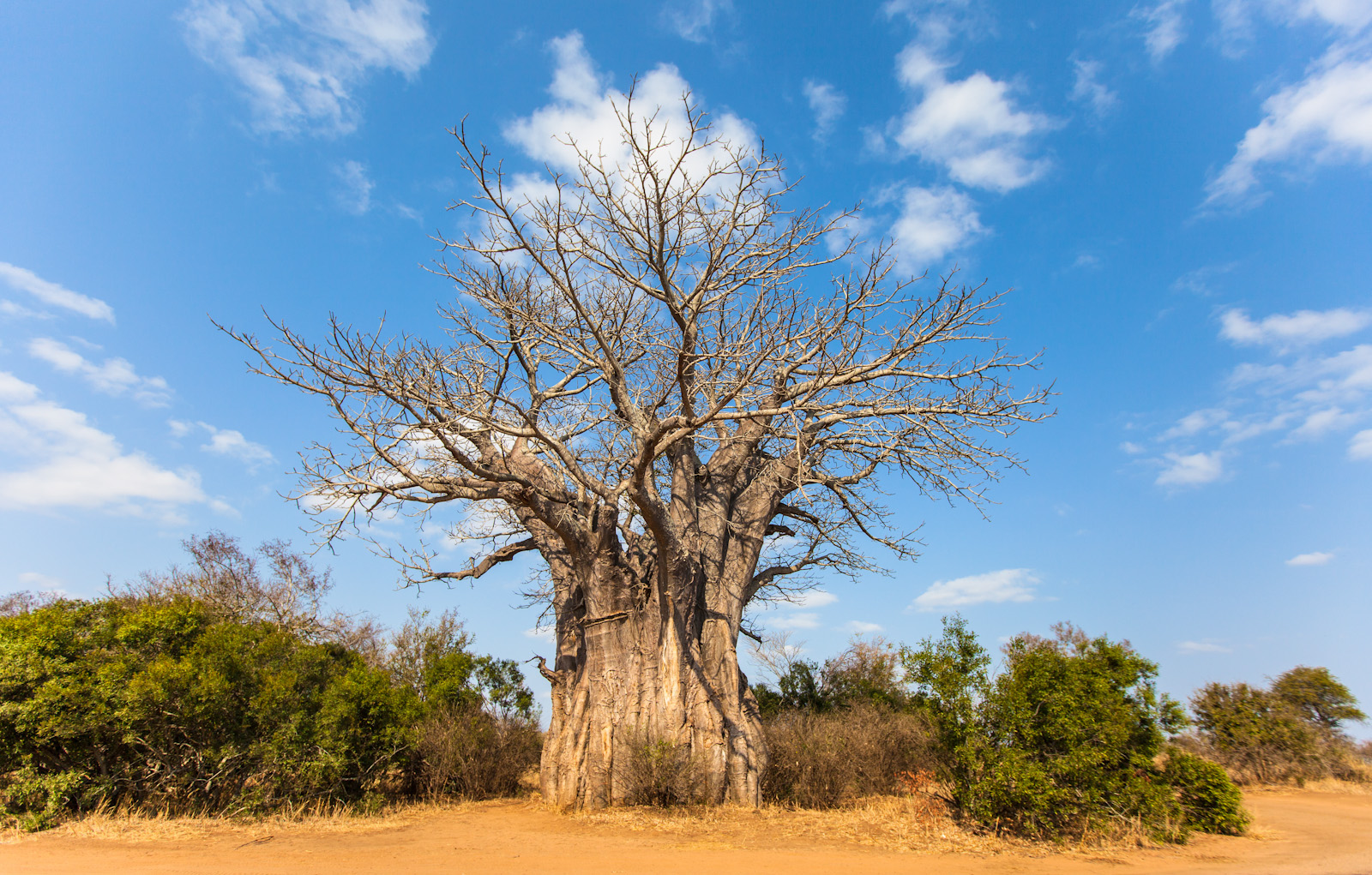 The Earth of India All About Baobab (Adansonia digitata) in India