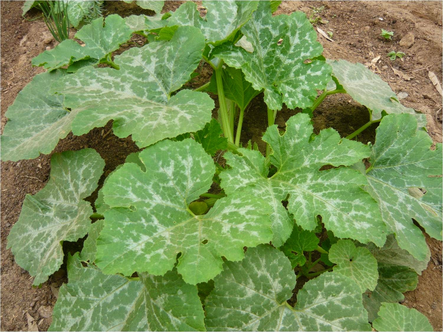 ALTERNATIVA ECOLÓGICA CULTIVO DE ZAPALLITO ITALIANO