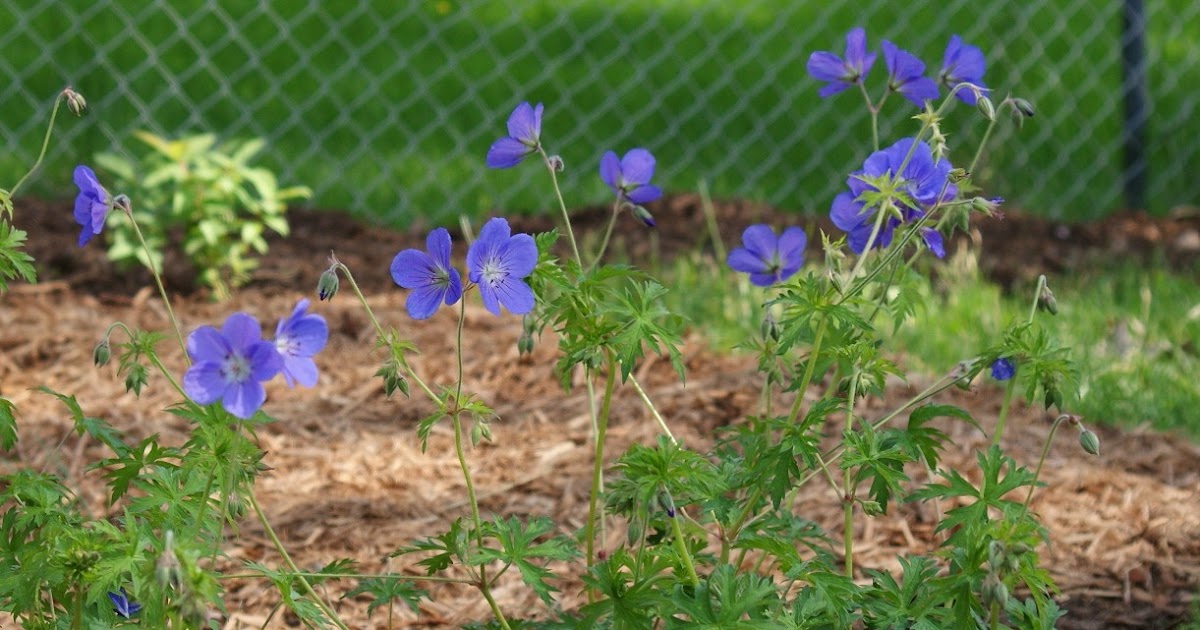 Visit My Garden Hardy Geraniums (Cranesbill)