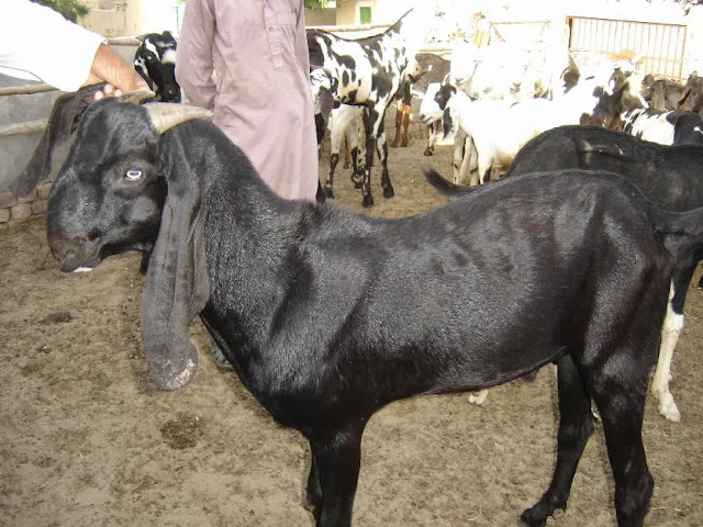 Beautiful Bakra Eid Goats Wallpapers Free Download