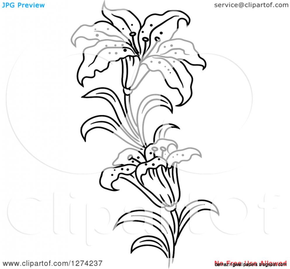 Clipart of a Black and White Lily Flower Stem Royalty Free Clipart of a Black and White Lily Flower Stem Royalty Free
