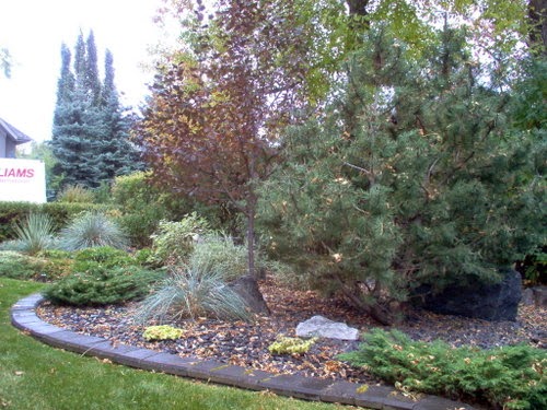Beechwood Landscape Architecture And Construction Chinese Juniper