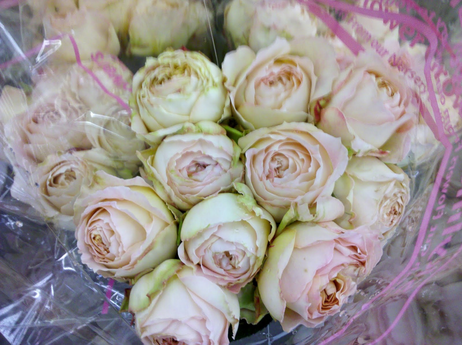 Skyline Flowers of Seattle Garden Roses Are Here