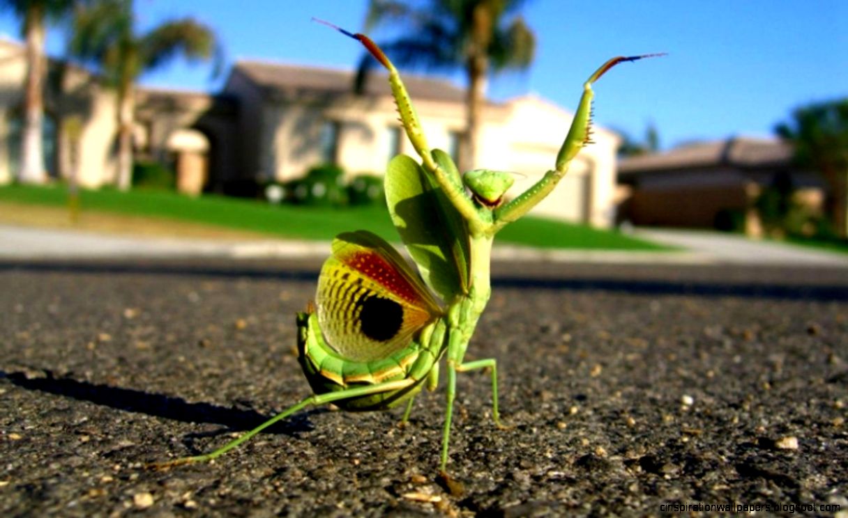 Funny Wallpaper Izinhlelo ze Android ku Google Play Funny Wallpaper Izinhlelo ze Android ku Google Play