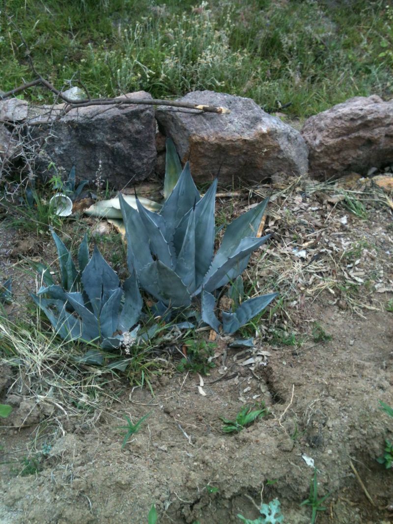 Plantas que Enamoran Uso del Maguey en la Preparación de Barbacoa de