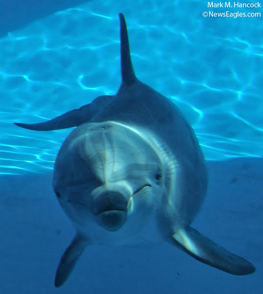 An Atlantic bottlenose...