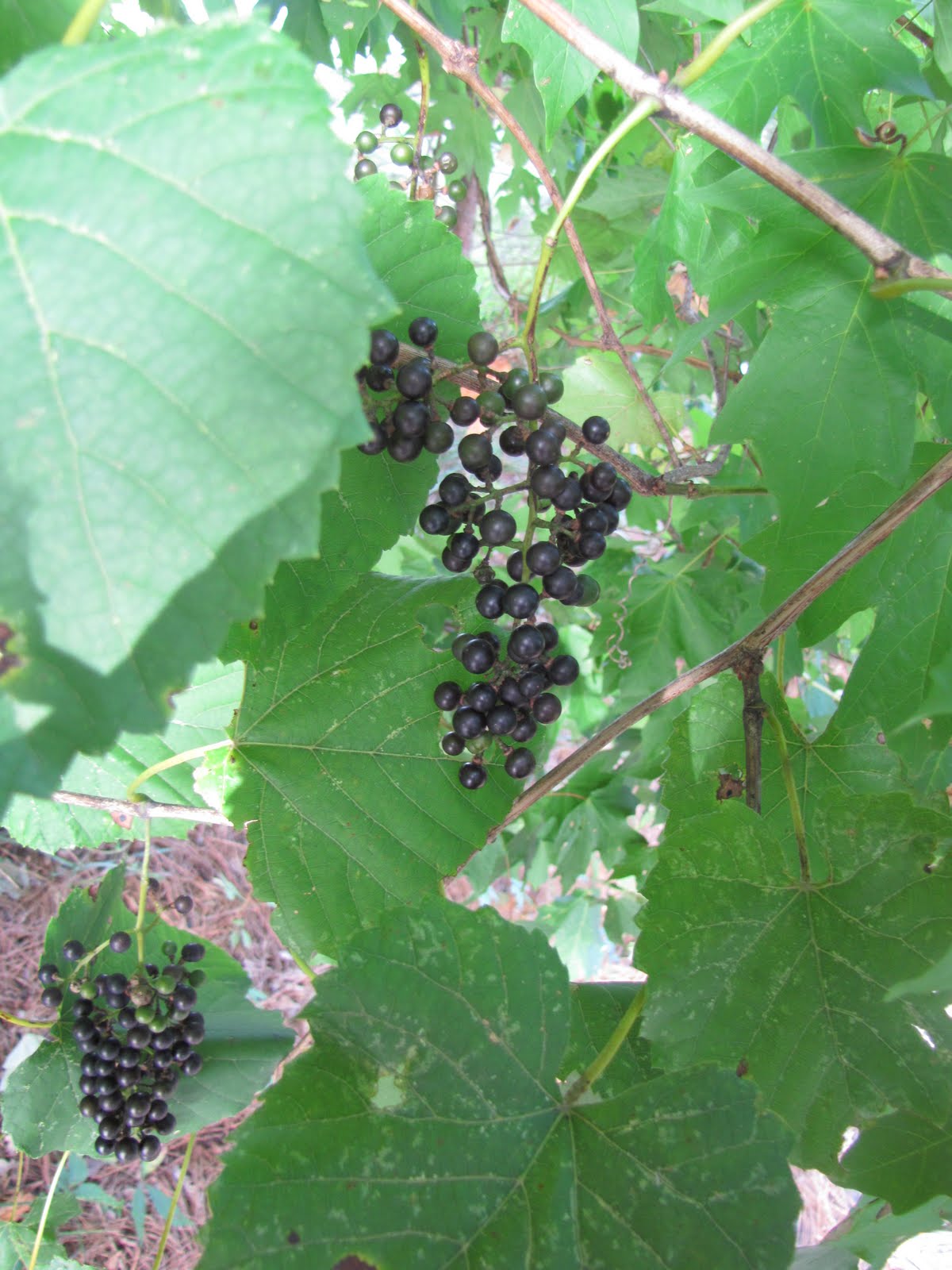 Folklife Friday Possum Grapes