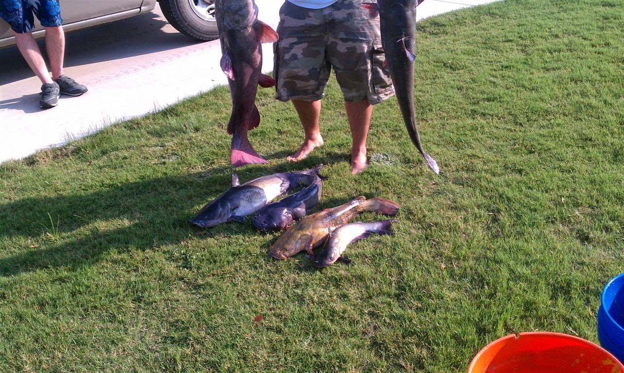 JaredDavidsonPhotography Catfish pictures63 pound Flathead catfish