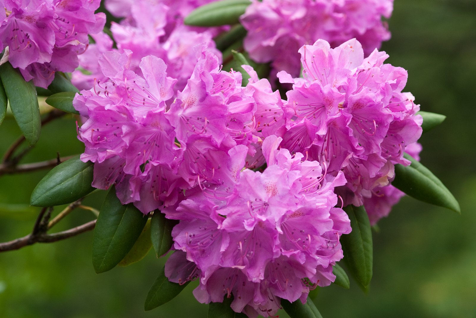 good seasonal flowers to grow home improvement good seasonal flowers to grow home improvement