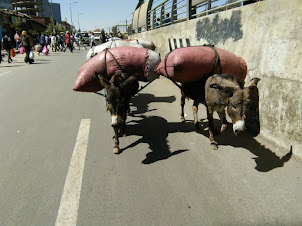Beasts of burden on the road near Mercato Market