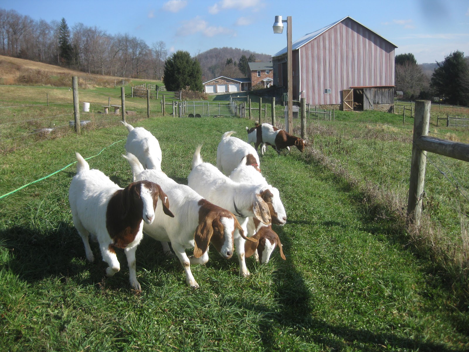 On The Pond Farm Goats On Pasture
