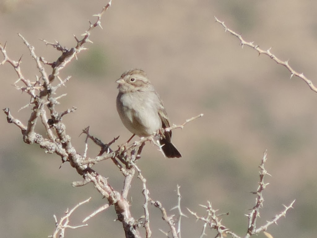 Steve's Birds Brewer's Sparrow, Joshua Tree NP, 1/28/14