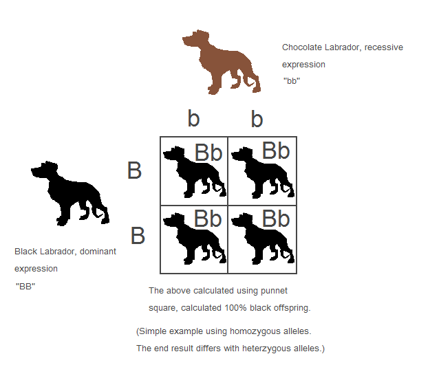 Dominance In Dogs