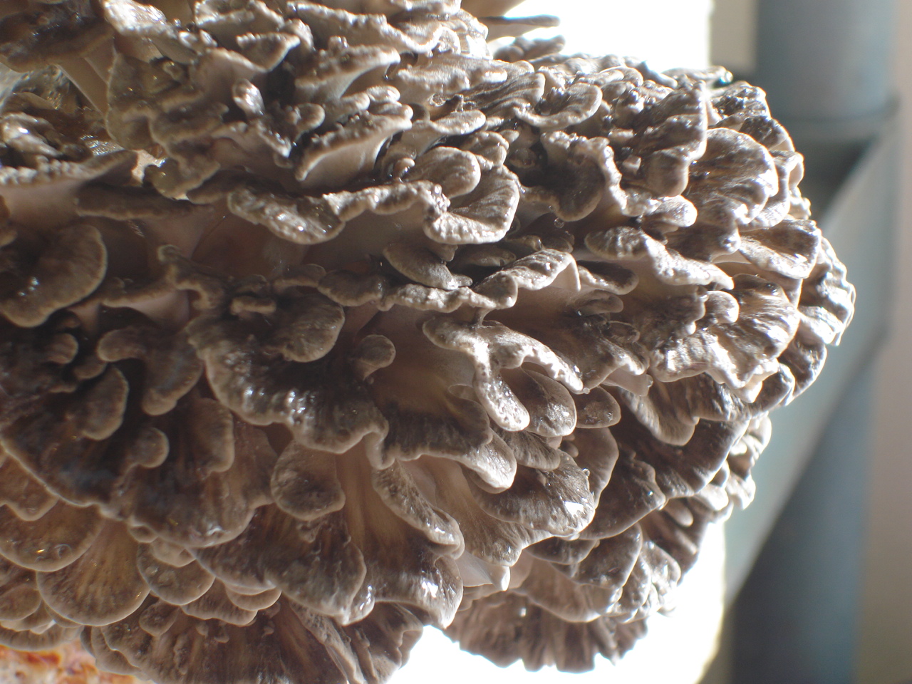 Mushrooming Together