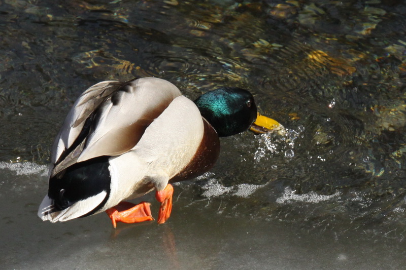 Birding Is Fun!: Mallard - Hardly a Rare Duck