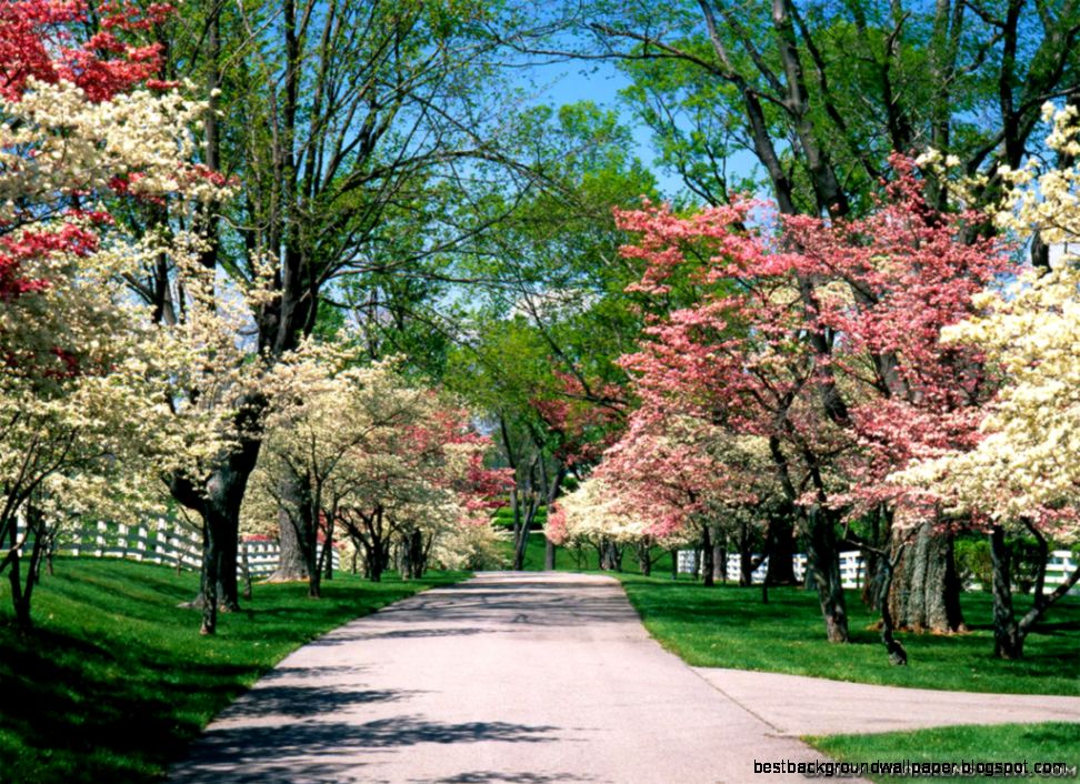 Beautiful Spring wallpapers Crazy Frankenstein Beautiful Spring wallpapers Crazy Frankenstein