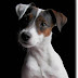 Ο σκύλος Parson Russel Terrier...