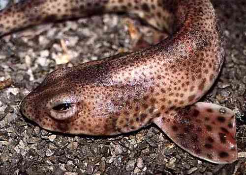 Dog Fish Images