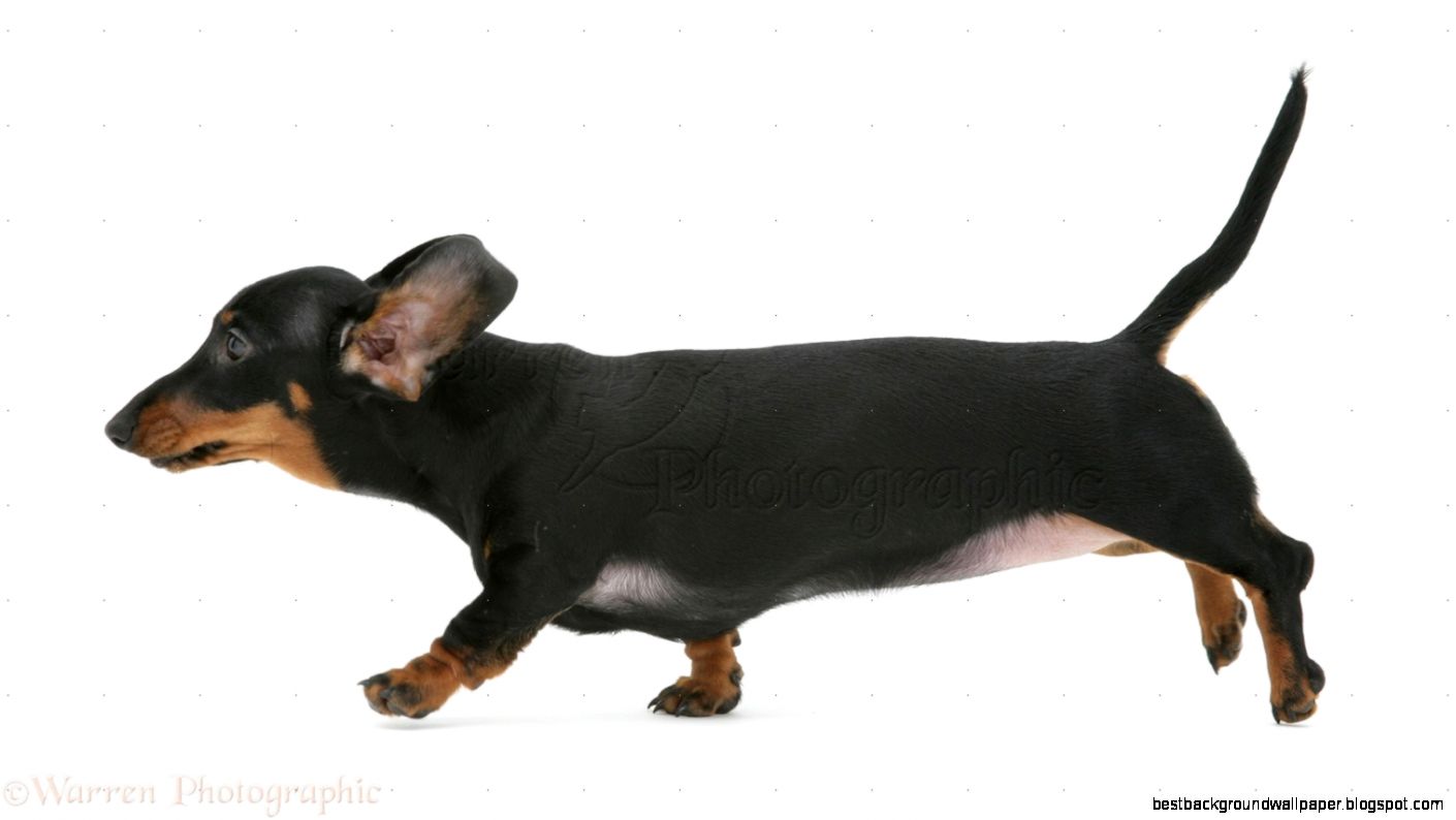 Dog Miniature Dachshund running photo   WP09871 Dog Miniature Dachshund running photo   WP09871