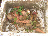 carrots and parsnips