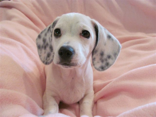 Basset Pug