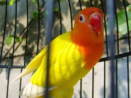 Foto Burung Lovebird Pastel Terbaik