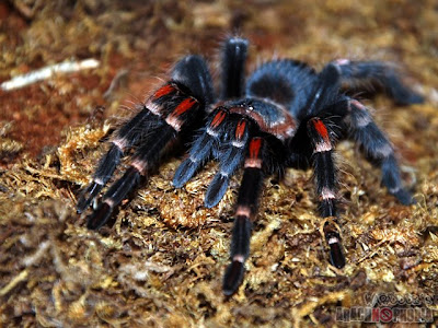 Mexican Flame Knee Tarantula