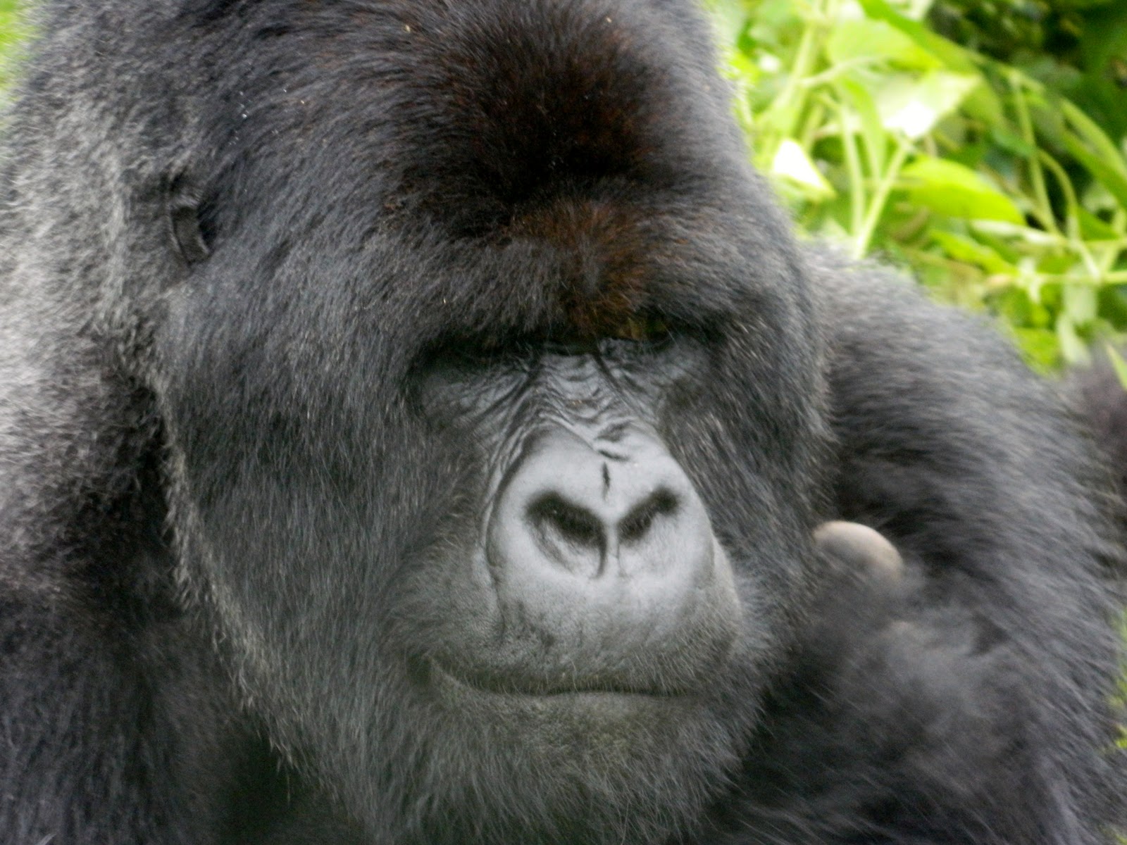 Rwanda on the Wing: A birthday with gorillas