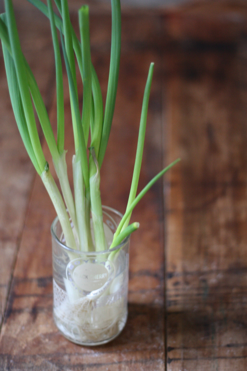 How to Grow Green Onions Indefinitely 17 Apart