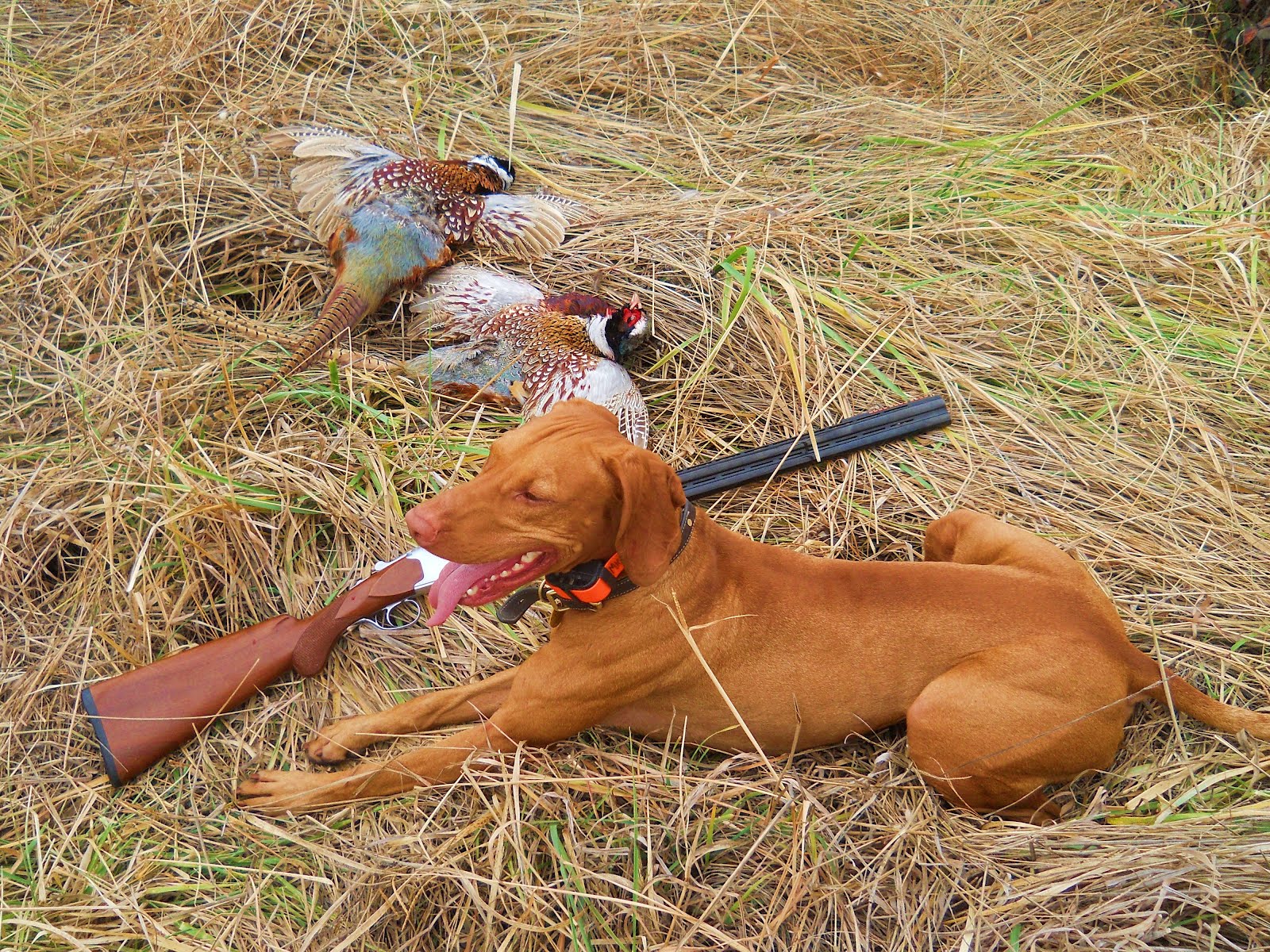 redbirddog a hungarian pointer (vizsla) blog Never Criticize a Man's