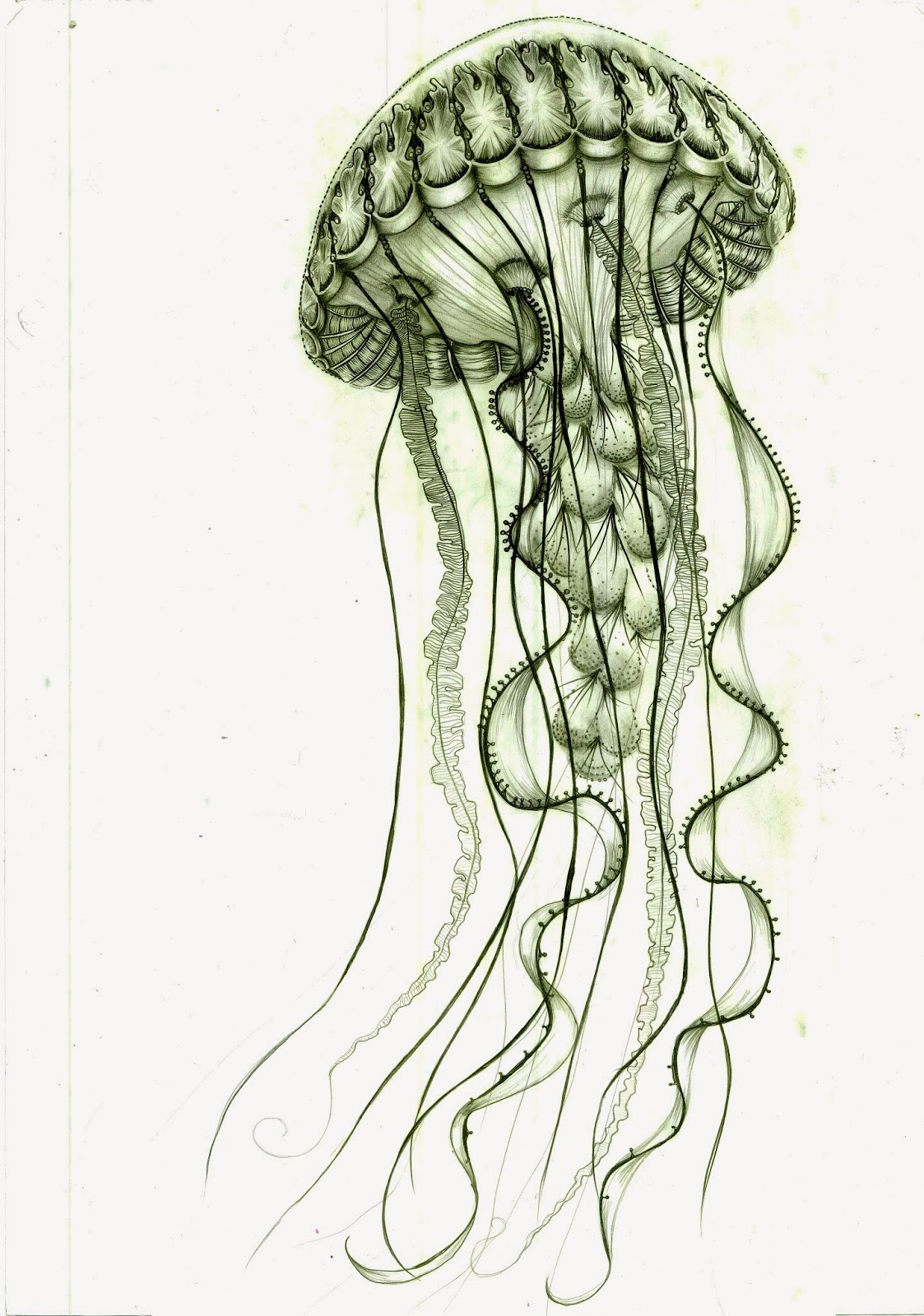 New Jellyfish Sketch Drawing for Kids