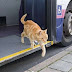 Γάτος παίρνει κάθε μέρα το λεωφορείο!