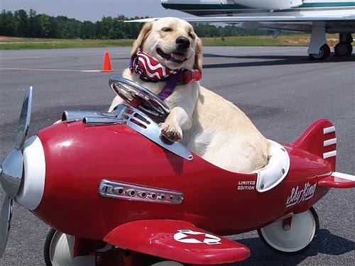 dog-in-plane.jpg
