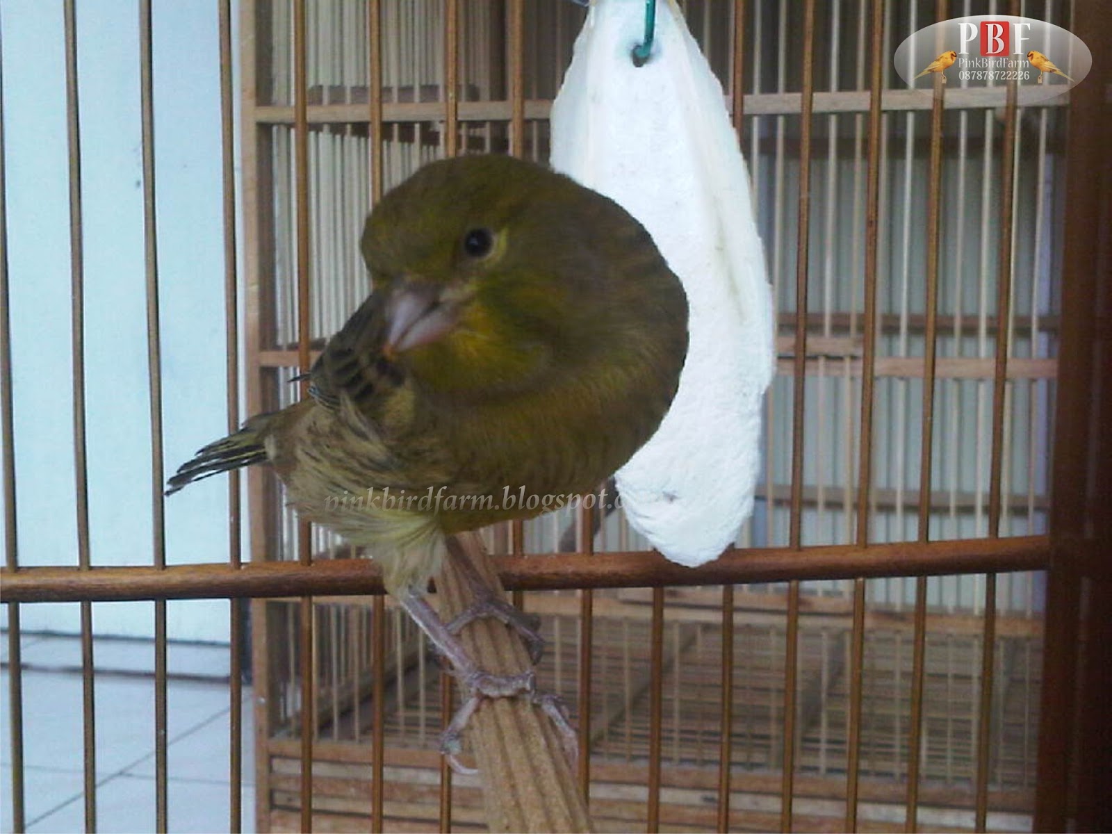 14+ Burung kenari f1 harga terbaru