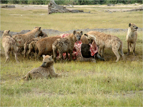 Hyena Eat