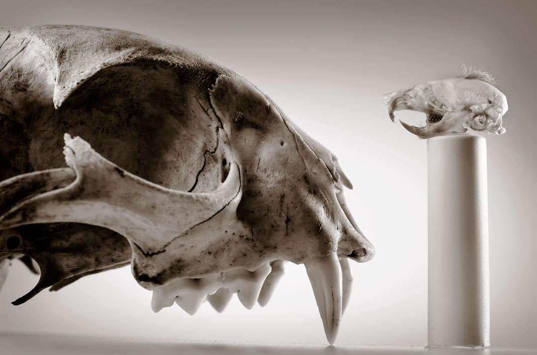 Robin Loznak Photography Animal skulls with seamless background