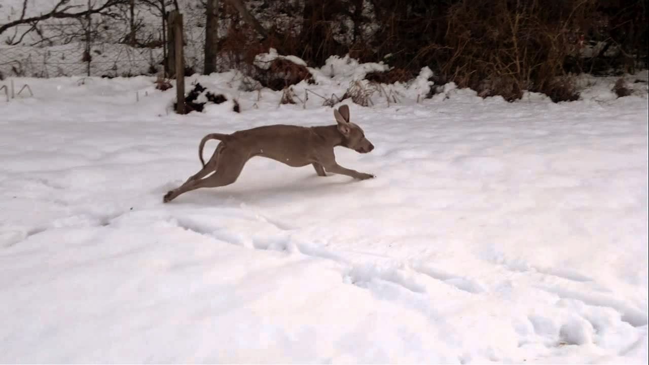 Why Does My Dog Run Circles Around Me