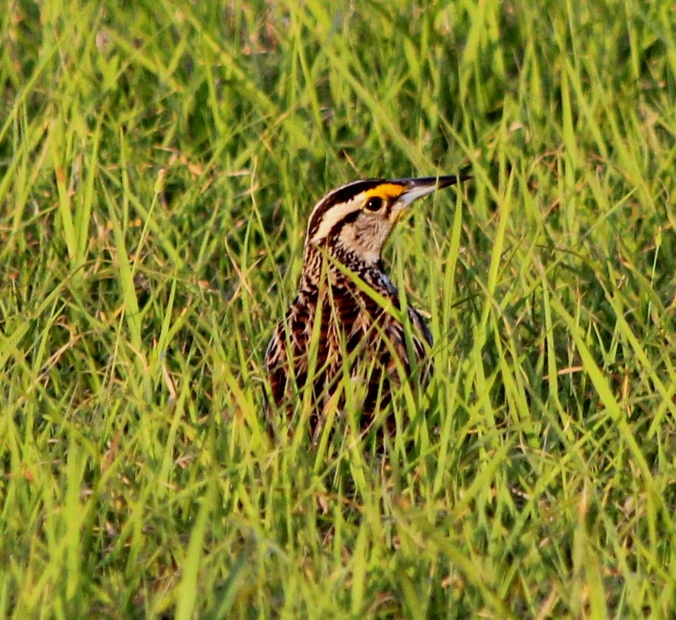 Parker's Barkers Meadowlarks at Sunset