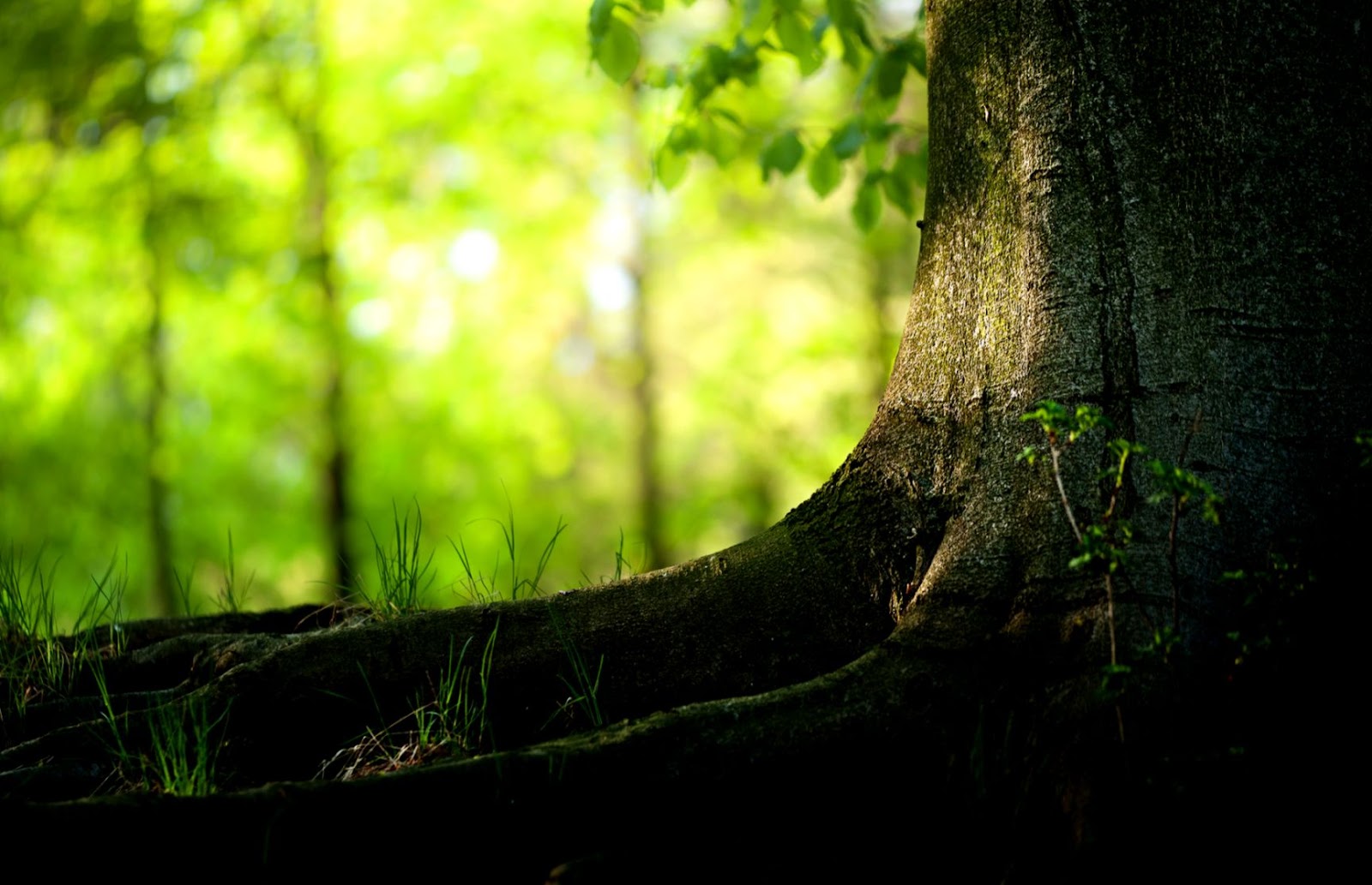 Free Nature Desktop Backgrounds Trees Free Nature Desktop Backgrounds Trees