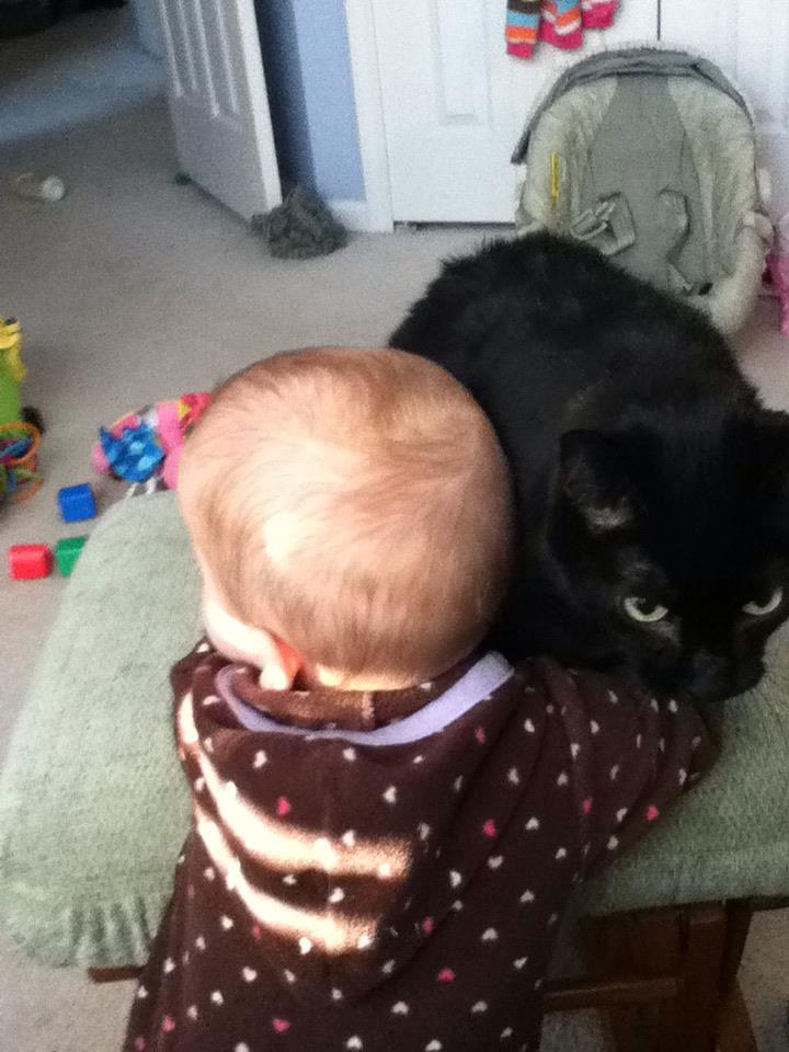 Exclusively Cats Veterinary Hospital Blog Welcome Home 5 Tips To