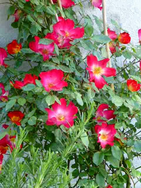 dove incontrare nuovi amici