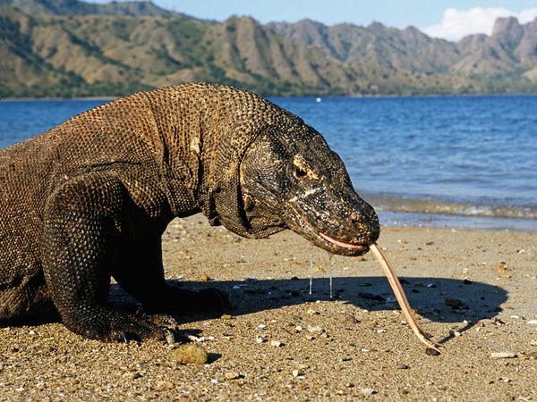 ANIMAL WORLD TokTil Animal World All about KOMODO DRAGON