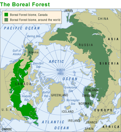 Boreal Forest Russia Map Boreal Forest Russia Map