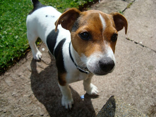 Jack Russell Wallpapers
