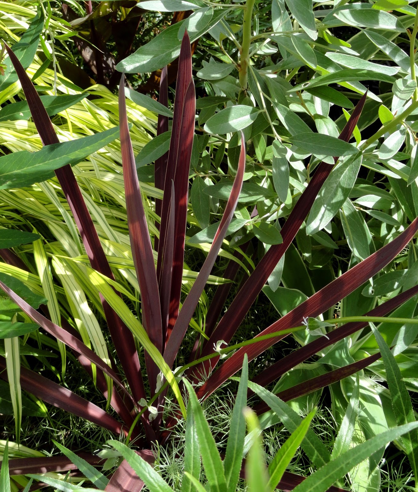 danger garden Desperately seeking dark “evergreen